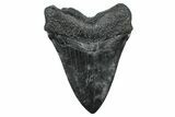 Fossil Megalodon Tooth - South Carolina #371766-2